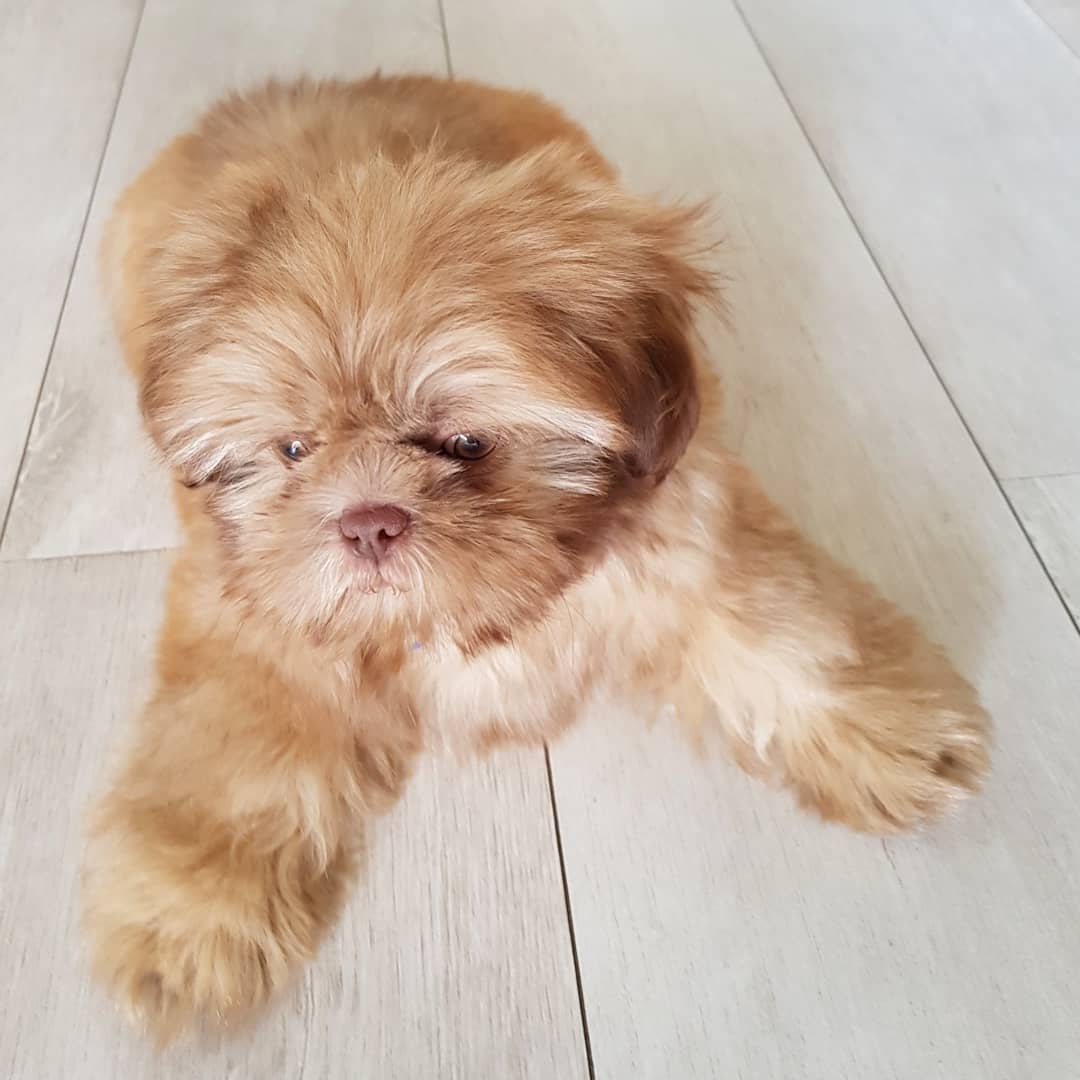 Romeo, 11-week-old male Shih Tzus puppy